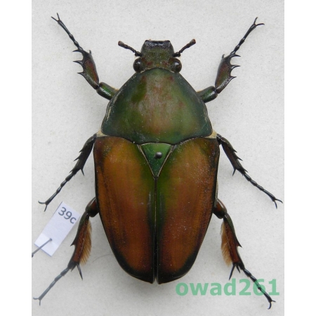 Mecynorhina ugandensis (Moser, 1907) female ex. ovo Cameroon39c